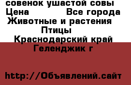 совенок ушастой совы › Цена ­ 5 000 - Все города Животные и растения » Птицы   . Краснодарский край,Геленджик г.